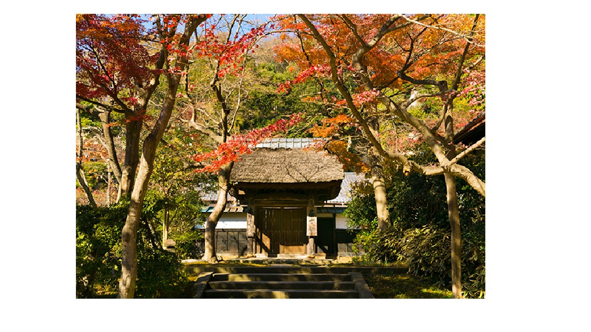 北鎌倉で紅葉とともに深まる秋をめぐるふらっとお散歩旅!!