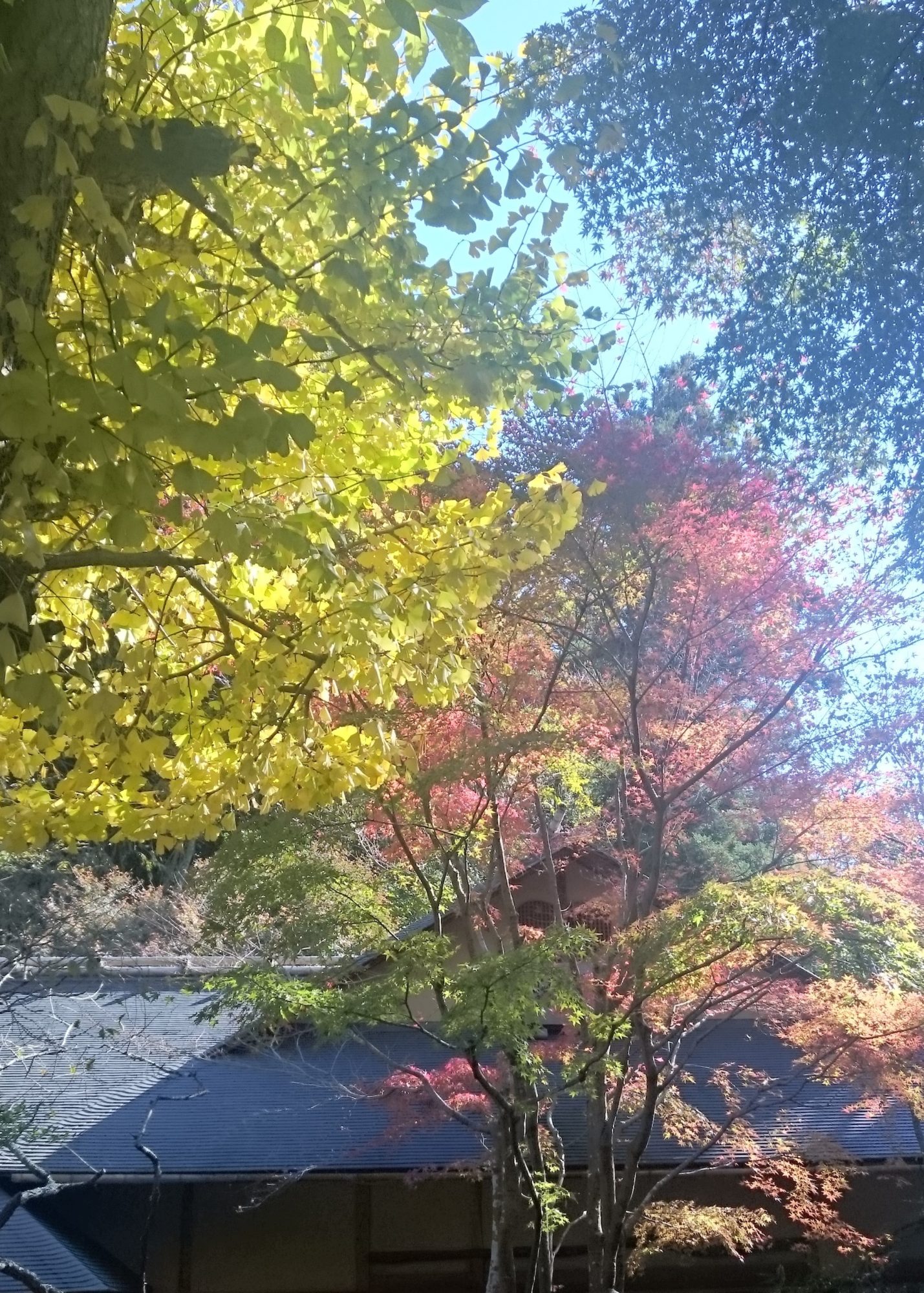 北鎌倉で紅葉とともに深まる秋をめぐるふらっとお散歩旅!!