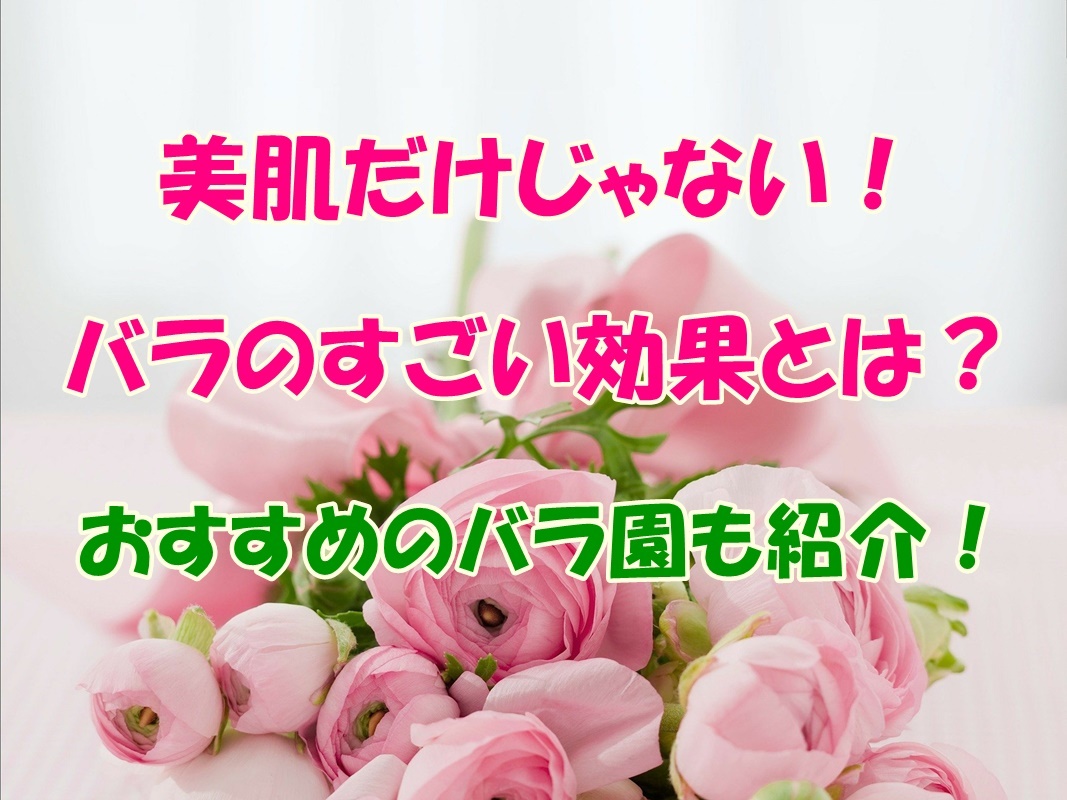 バラの効果で心と体のバランスを整えよう おすすめのバラ園も紹介 あそび部