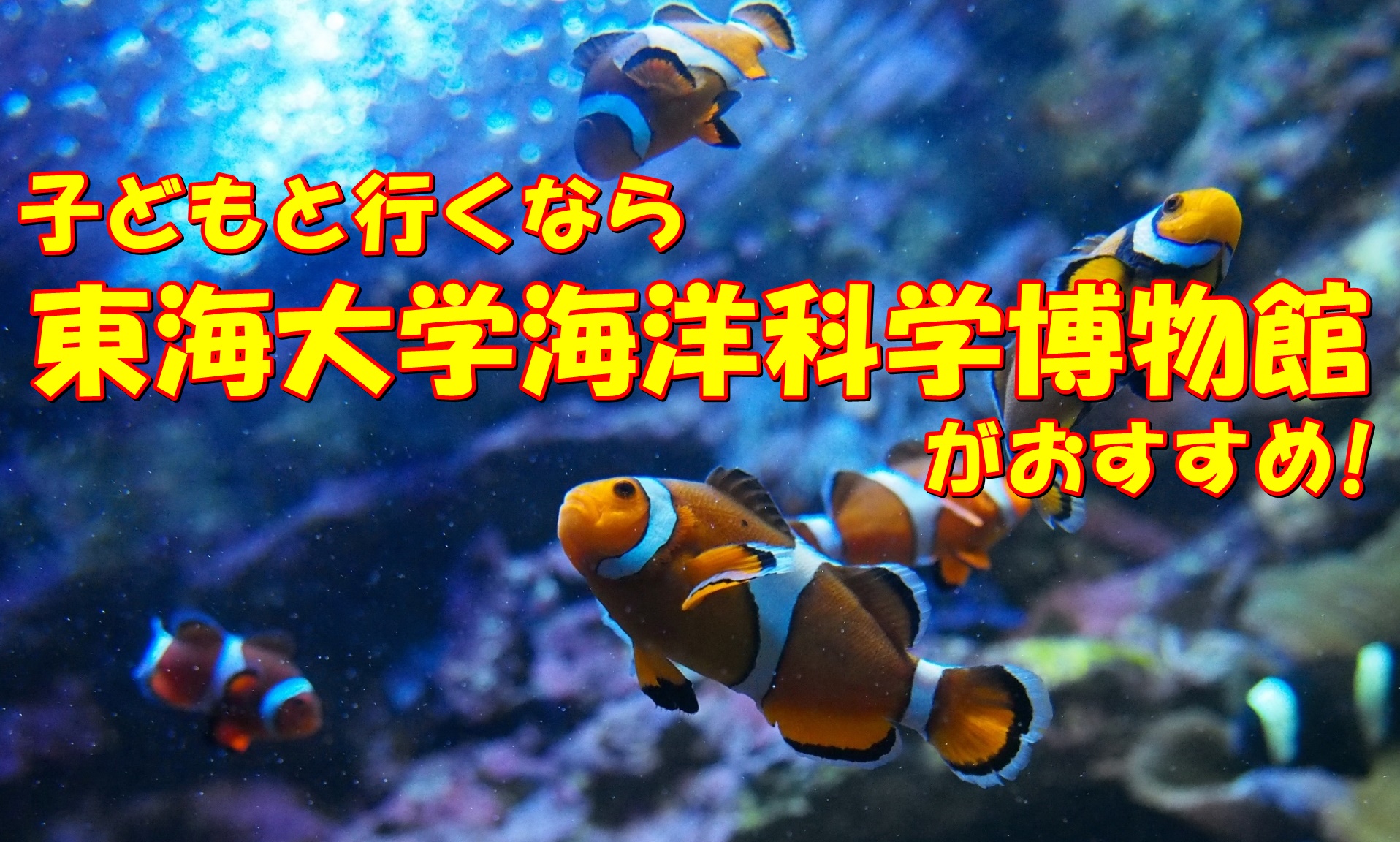 静岡で子どもと行くなら東海大学海洋科学博物館!楽しく学ぼう!